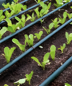 Drip Irrigation