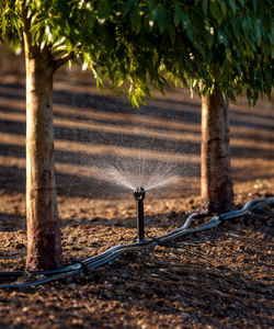 Tree Irrigation